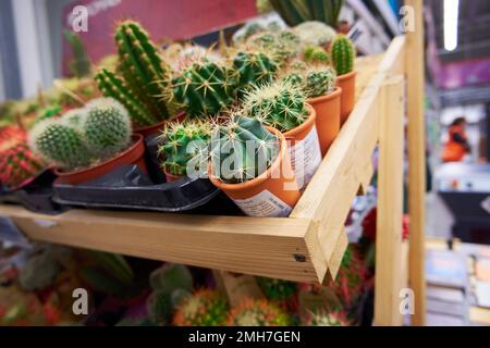 Exotische Zimmerpflanzen. Dekorative Kakteen in Töpfen auf einem Regal Nahaufnahme Stockfoto