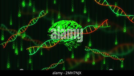 Zusammensetzung aus menschlichem Gehirn, dna-Strängen, binärer Kodierung und Datenverarbeitung Stockfoto