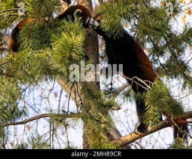 Red Pandas Calgary Zoo Alberta Stockfoto