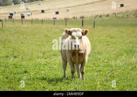 Hellbraune Kuh, die in einer sonnigen Koppel steht Stockfoto