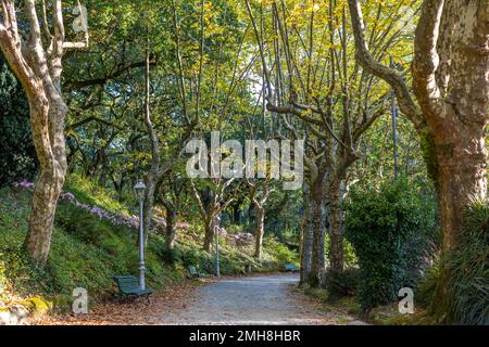 Pfad mit Bäumen in der Alameda von Santiago de Compostela Stockfoto