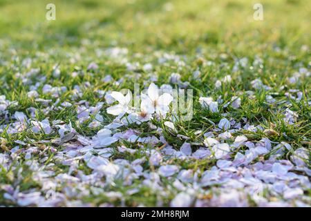 Frühlingshintergrund mit rosafarbenen Kirschblüten, Blumen und Blüten, die auf dem Gras liegen, mit Hintergrundbeleuchtung. Platz für Text kopieren. Selektivfokus, geringer Freiheitsgrad Stockfoto