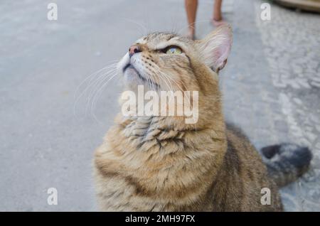 Süße, rote, obdachlose Katze liegt auf der Straße Stockfoto