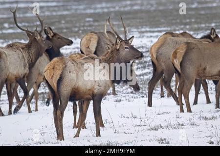 Ein junger Wapitihirsch steht inmitten einer Herde auf einem teilweise bedeckten Schneefeld in Nord-Idaho. Stockfoto