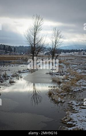 Ein Landschaftsfoto von zwei kargen Bäumen, die im Winter in der Nähe von Spokane, Washington, auf einem teilweise überfluteten Feld stehen. Stockfoto