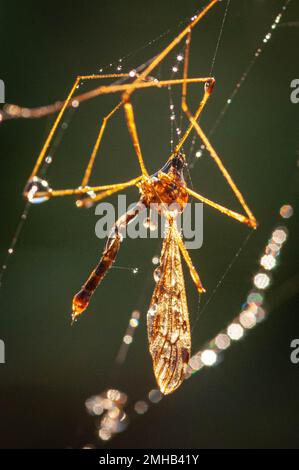 Tipula oleracea in einem Spinnennetz gefangen, bedeckt mit glitzerndem Tau Stockfoto