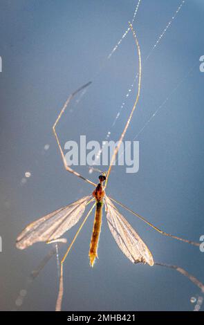 Tipula oleracea in einem Spinnennetz gefangen, bedeckt mit glitzerndem Tau Stockfoto