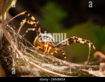 Nahaufnahme einer Wasp Spider (Argiope bruennichi) in ihrem Netz Stockfoto