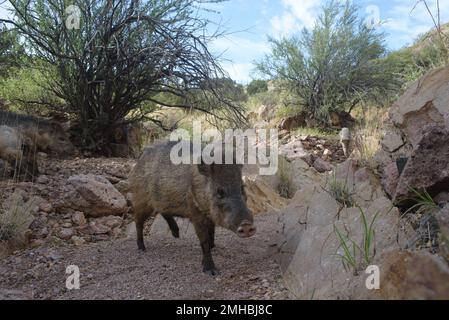 Javelina, Chupadera Mountains, New Mexico, USA. Stockfoto