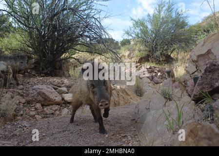 Javelina, Chupadera Mountains, New Mexico, USA. Stockfoto