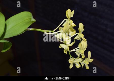 Wunderschöne Blumen der Tigerorchidee (Grammatophyllum speciosum) im Hof des Hauses. So genannte Riesen-, Tene-, Caneor Queen Orchidee. Stockfoto