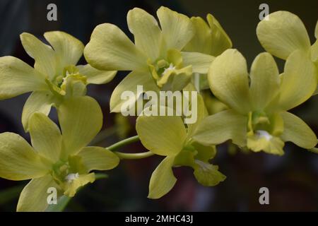 Wunderschöne Blumen der Tigerorchidee (Grammatophyllum speciosum) im Hof des Hauses. So genannte Riesen-, Tene-, Caneor Queen Orchidee. Stockfoto