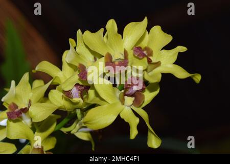 Wunderschöne Blumen der Tigerorchidee (Grammatophyllum speciosum) im Hof des Hauses. So genannte Riesen-, Tene-, Caneor Queen Orchidee. Stockfoto