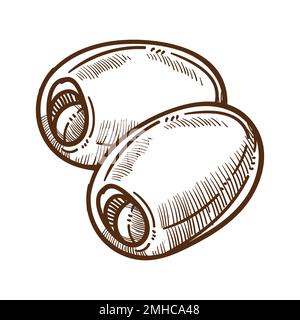 Oliven isolierte Skizze, griechisches Essen oder pflanzliche Früchte, Ernte Stock Vektor