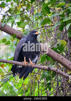 Ein gemeiner schwarzer Falke sitzt in einem Baum, dessen Flügel sich gerade erst zum Start ausbreiten. Stockfoto