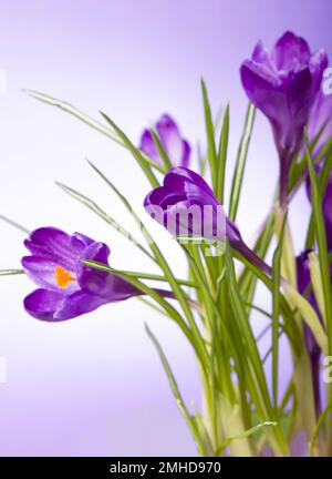 Krokusse Frühlingsblumen auf blauem Hintergrund Stockfoto