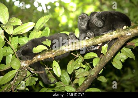 Die Sulawesi-Schwarzkammmakaken (Macaca nigra) machen gerade ein Nickerchen, da sie im Naturreservat Tangkoko, North Sulawesi, Indonesien, vor der Jagd auf einen Baum anhalten. Die Auswirkungen des Klimawandels auf endemische Arten lassen sich auf verändertes Verhalten und die Verfügbarkeit von Nahrungsmitteln beobachten. Das beeinflusst ihre Überlebensrate.  'wie die Menschen überhitzen sich Primaten und werden durch anhaltende körperliche Aktivität bei extrem heißem Wetter dehydriert', so ein Wissenschaftler, Brogan M. Stewart, in seinem Bericht, der 2021 über das Gespräch veröffentlicht wurde. In einer wärmeren Zukunft müssten sie sich anpassen, sich ausruhen und im... Stockfoto