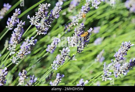 Biene auf Lavendelblume - Neuseeland Stockfoto