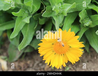 Biene auf Ringelblumeblume Stockfoto