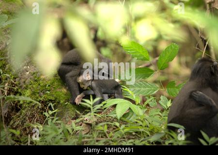 Ein Säugling von Sulawesi-Schwarzkammmakaken (Macaca nigra) wird von einer erwachsenen weiblichen Person im Naturschutzgebiet Tangkoko, North Sulawesi, Indonesien, versorgt. Die Auswirkungen des Klimawandels auf die endemischen Arten sind auf verändertes Verhalten und Nahrungsverfügbarkeit zu sehen, die ihre Überlebensrate beeinflussen. „Wie die Menschen überhitzen sich Primaten und werden durch anhaltende körperliche Aktivität bei extrem heißem Wetter dehydriert“, so ein Wissenschaftler, Brogan M. Stewart, in seinem Bericht, der 2021 über das Gespräch veröffentlicht wurde. In einer wärmeren Zukunft müssten sie sich anpassen, sich ausruhen und im Schatten bleiben während... Stockfoto