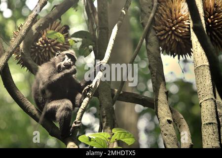 Eine Sulawesi-Schwarzkammmakake (Macaca nigra) sitzt in der Nähe von Liana Fruit im Naturschutzgebiet Tangkoko, North Sulawesi, Indonesien. Der endemische Primat Sulawesi frisst Früchte in der Regenzeit häufiger als in der Trockenzeit; Aber „Änderungen im Zusammenhang mit den Jahreszeiten werden indirekt die Möglichkeit beeinflussen, dass Macaca nigra mit Endoparasiten infiziert wird“, schrieb ein Team von Wissenschaftlern unter der Leitung von Sitti Aisyah May Wulandari in ihrer ersten Veröffentlichung im letzten Jahr (2022) im Journal of Tropical Biodiversity and Biotechnology. „Der Klimawandel in jeder Jahreszeit beeinflusst die Verfügbarkeit und Verteilung von Lebensmitteln... Stockfoto