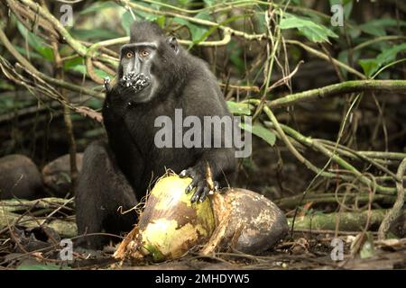 Eine Sulawesi-Schwarzkammmakake (Macaca nigra) ernährt sich von Kokosnussfrüchten im Wald von Tangkoko, North Sulawesi, Indonesien. Macaca nigra, eine endemische Affenart, wird aufgrund ihrer Razzia manchmal als Schädling angesehen. Kokosnuss ist eine wirtschaftlich wichtige Pflanze in der indonesischen Provinz. Stockfoto