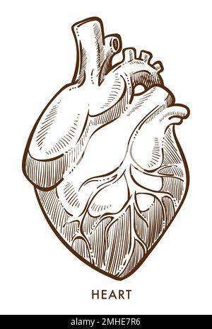 Vom Herzen isolierte Skizze, Herz-Kreislauf-System, internes Organ Stock Vektor