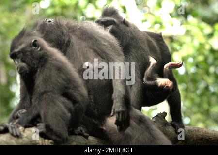 Die Füße eines Säuglings von Sulawesi-Schwarzkammmakaken (Macaca nigra) sind in der Mitte erwachsener Individuen im Tangkoko Naturreservat, North Sulawesi, Indonesien zu sehen. Die Entwöhnungsphase eines makaken Säuglings – im Alter von 5 Monaten bis zum Alter von 1 Jahren – ist die früheste Lebensphase, in der die Säuglingssterblichkeit am höchsten ist. Primate Wissenschaftler des Macaca Nigra Project beobachteten, dass '17 der 78 Säuglinge (22%) im ersten Lebensjahr verschwanden. Acht dieser 17 Toten wurden mit großen Stichwunden gefunden. Stockfoto