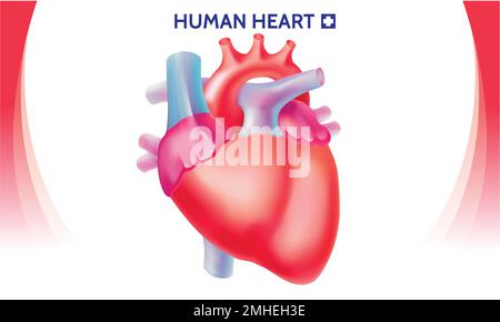 Menschliches Herz isoliert auf weißem Hintergrund. Kardiologie, Anatomiekonzept. Vektor-Cartoon-Design Stock Vektor