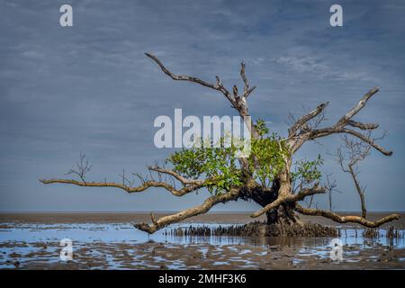 Einzelne graue Mangroven (Jachthafen von Avicennia) mit hakenähnlichen Wurzeln auf Sandplantagen bei Ebbe. Hervey Bay, Queensland, Australien Stockfoto