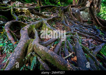 Die Wurzeln von Strangler Fig erstrecken sich über den felsigen Bach am Obi Obi Creek in der Nähe der Gardners Falls vor Maleny, dem Hinterland der Sunshine Coast, Queen Stockfoto