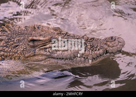 Ein Foto-Krokodil im Zoo Stockfoto