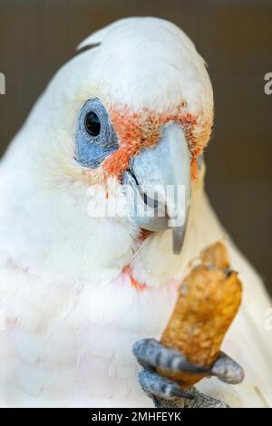 Nahaufnahme von Little corella (Cacatua sanguinea) mit einer Erdnuss. Stockfoto