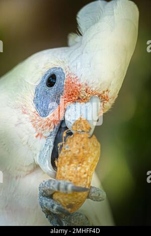 Nahaufnahme von Little corella (Cacatua sanguinea) mit einer Erdnuss. Stockfoto