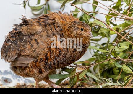 Wachtel (Corturnix coturnix) Stockfoto