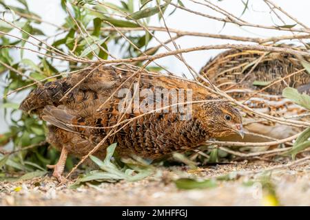 Wachtel (Corturnix coturnix) Stockfoto