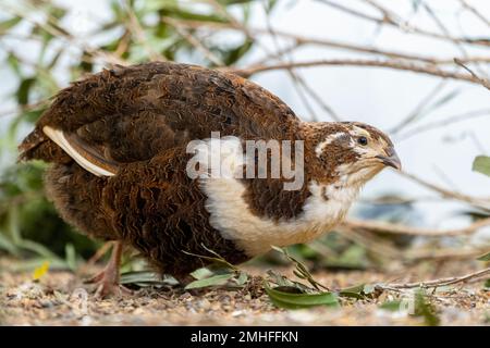 Wachtel (Corturnix coturnix) Stockfoto