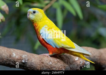 Der türkisfarbene Papagei (Neophema pulchella) auf dem Ast des Vogelhauses. Stockfoto