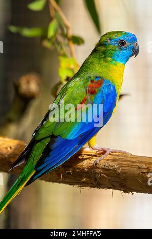 Der türkisfarbene Papagei (Neophema pulchella) auf dem Ast des Vogelhauses. Stockfoto