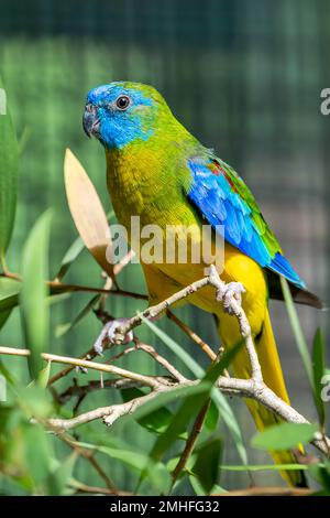 Der türkisfarbene Papagei (Neophema pulchella) auf dem Ast des Vogelhauses. Stockfoto