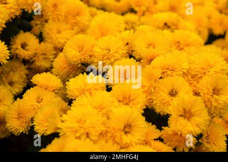 Gelbe Chrysanthemen blühen im Garten aus nächster Nähe. Hintergrund der Herbstblumen in hellem Sonnenlicht. Weicher Fokus, Draufsicht mit floraler Struktur im Vollformat. N Stockfoto