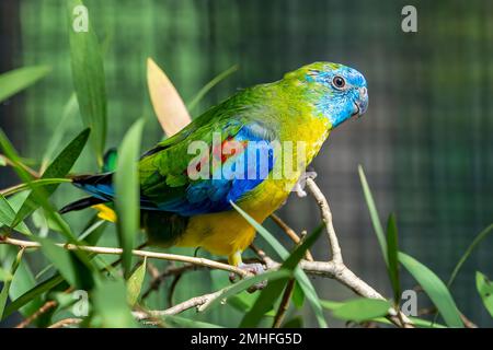 Der türkisfarbene Papagei (Neophema pulchella) auf dem Ast des Vogelhauses. Stockfoto