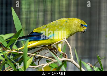 Eleganter Papagei (Neophema elegans), weiblich, sitzt auf einem Ast in einem Vogelhaus. Stockfoto