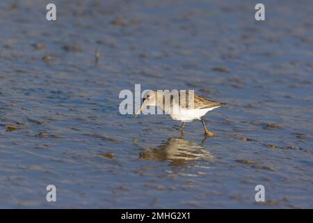 Dunlin Calidris alpina, Winterzughuhn, Erwachsener, der im Schlamm wandert, Suffolk, England, Januar Stockfoto