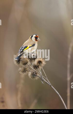 Europäischer Goldfink Carduelis carduelis, Erwachsenenfütterung von Klette, Suffolk, England, Januar Stockfoto
