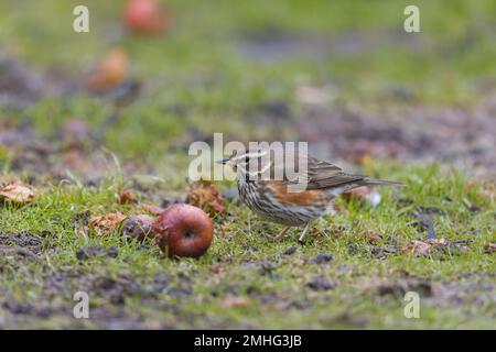 Redwing Turdus iliacus, Erwachsenenfütterung von Apfel, Suffolk, England, Januar Stockfoto