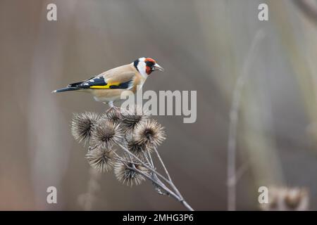 Europäischer Goldfink Carduelis carduelis, Erwachsenenfütterung von Klette, Suffolk, England, Januar Stockfoto