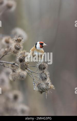 Europäischer Goldfink Carduelis carduelis, Erwachsenenfütterung von Klette, Suffolk, England, Januar Stockfoto