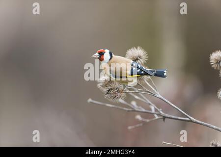 Europäischer Goldfink Carduelis carduelis, Erwachsenenfütterung von Klette, Suffolk, England, Januar Stockfoto