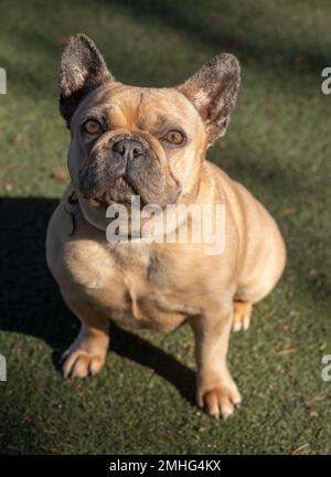 3 Jahre alte Blaue Fawn weibliche Franzose, die sitzt und aufschaut. Abseits der Leine gelegener Hundepark in Nordkalifornien. Stockfoto